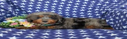 Mini Goldendoodle dogs for sale: Dana Hypoallergenic - Ad 4