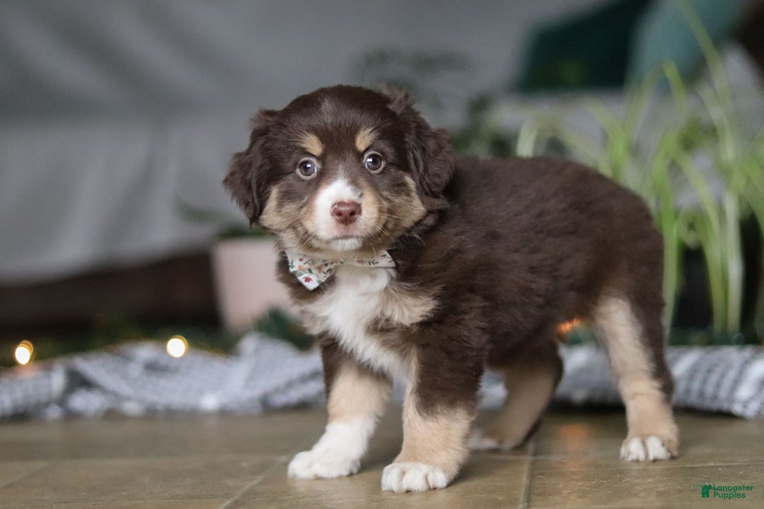 Miniature Australian Shepherd dogs for sale: Twila - Ad 4