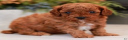 Cavapoo dogs for sale: Molly  - Ad 5