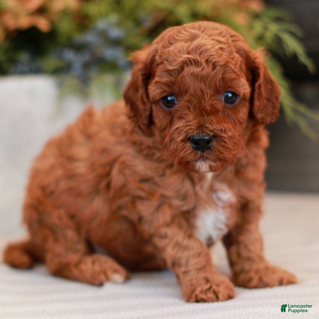 Cavapoo dogs for sale: Molly  - Ad 5
