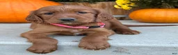 Irish Setter dogs for sale: Sadie - Ad 9