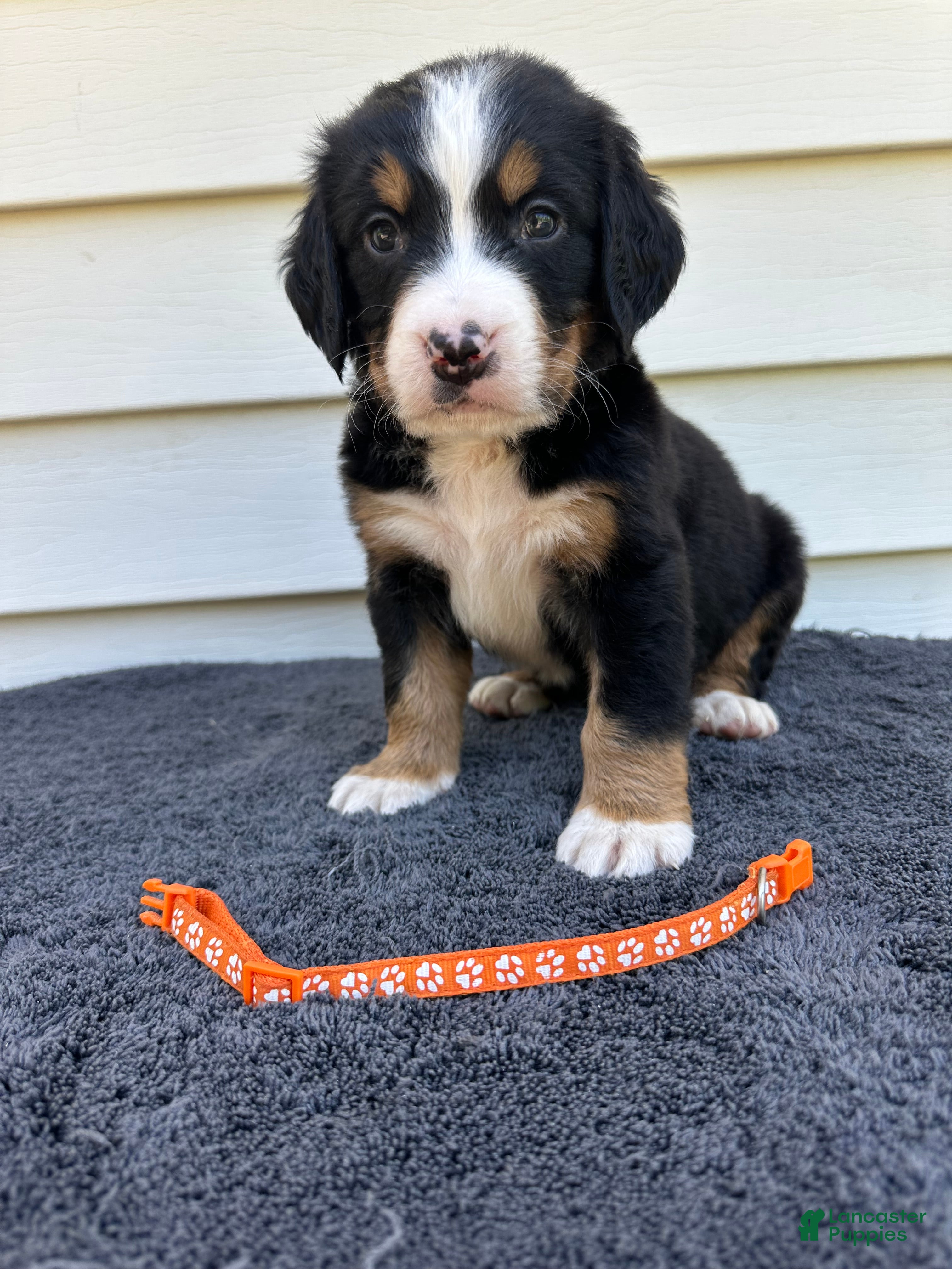 Bernese Mountain Dog dogs Berner bunch - Ad 2