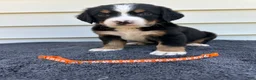 Bernese Mountain Dog dogs for sale: Berner bunch - Ad 10