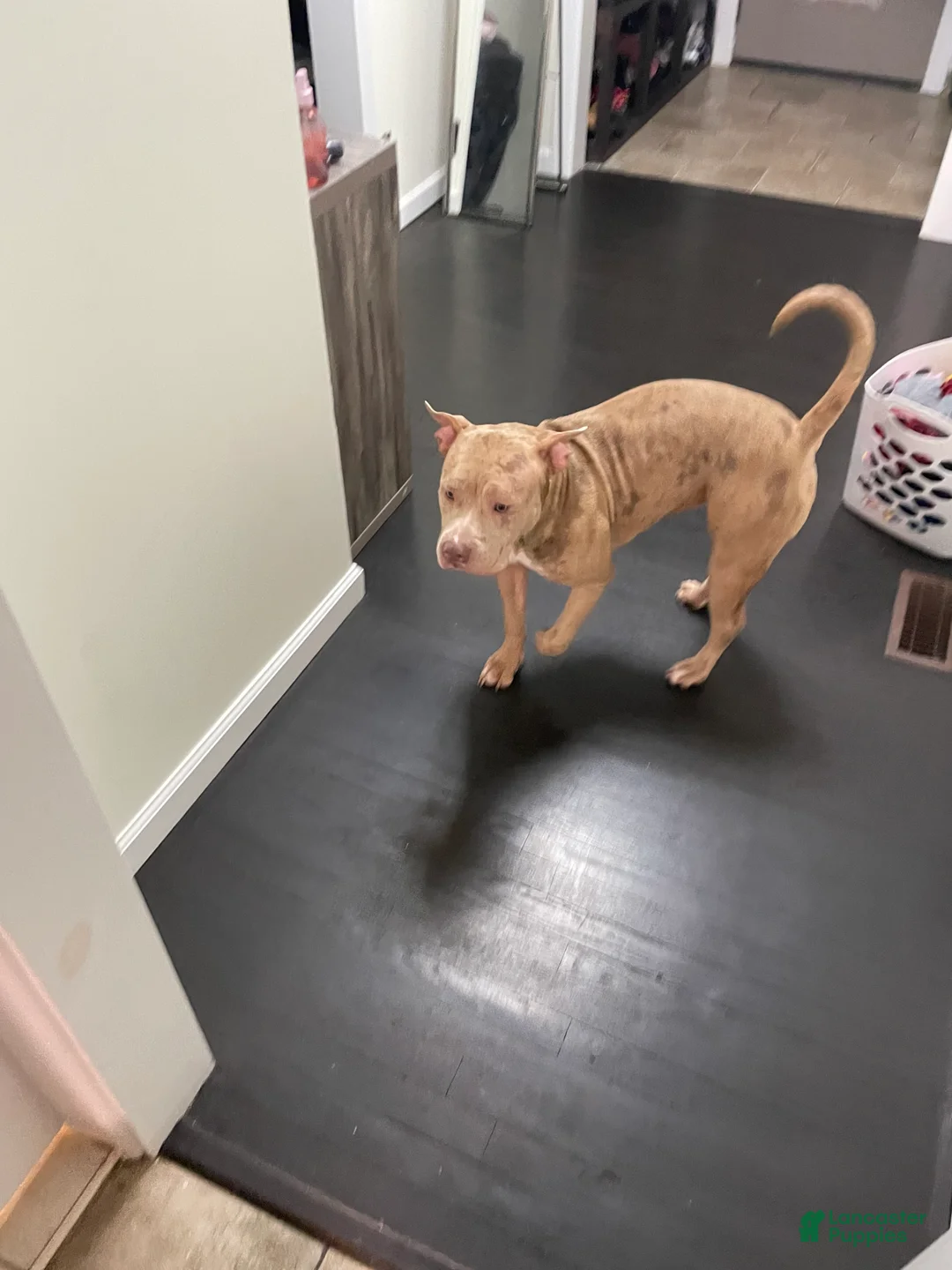 American Bully dogs for sale: Guapo - Ad 2