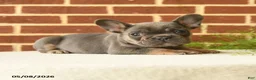 French Bulldog dogs for sale: Kermit - Ad 2