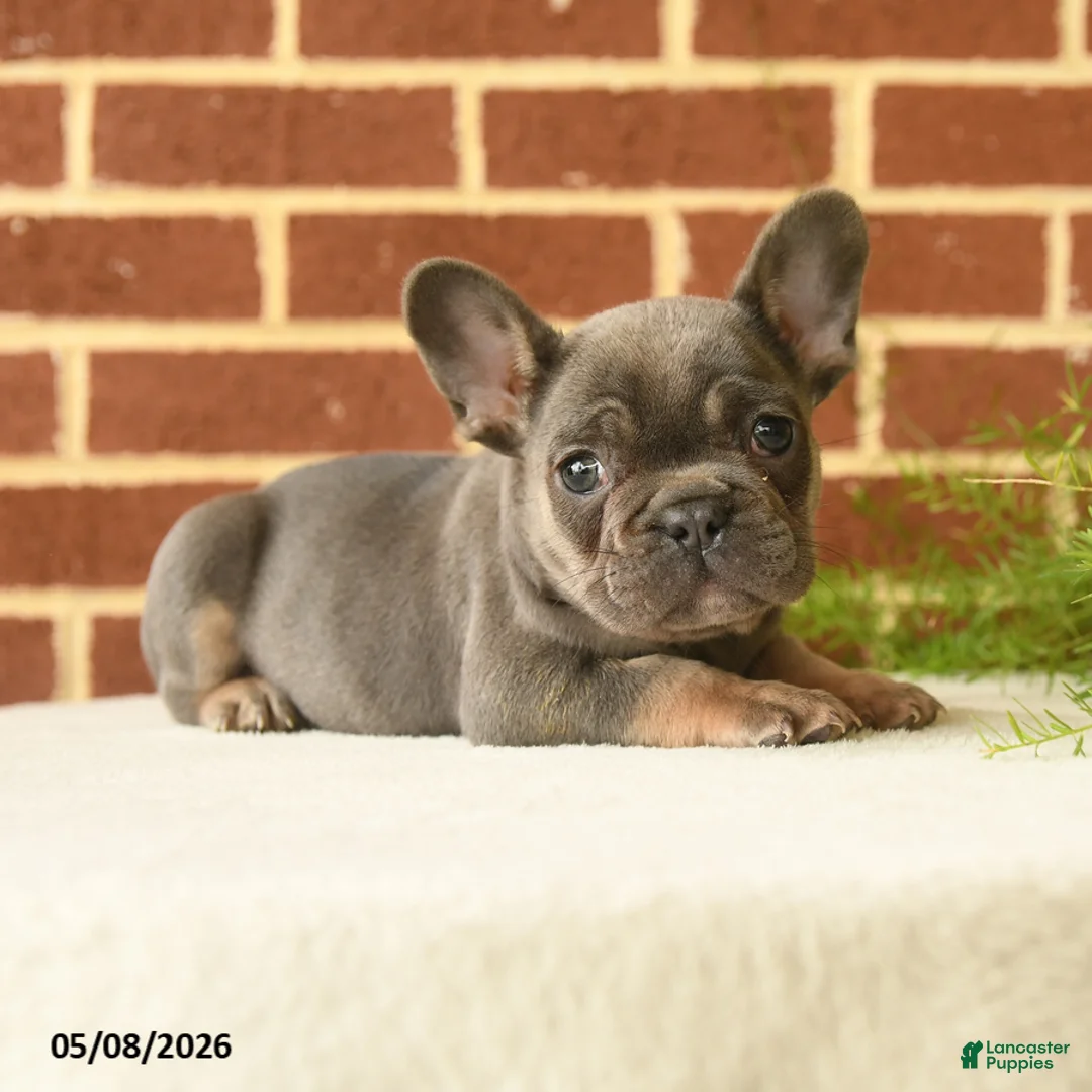 French Bulldog dogs for sale: Kermit - Ad 2