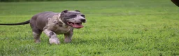 American Bully dogs for sale: Iris - Ad 8