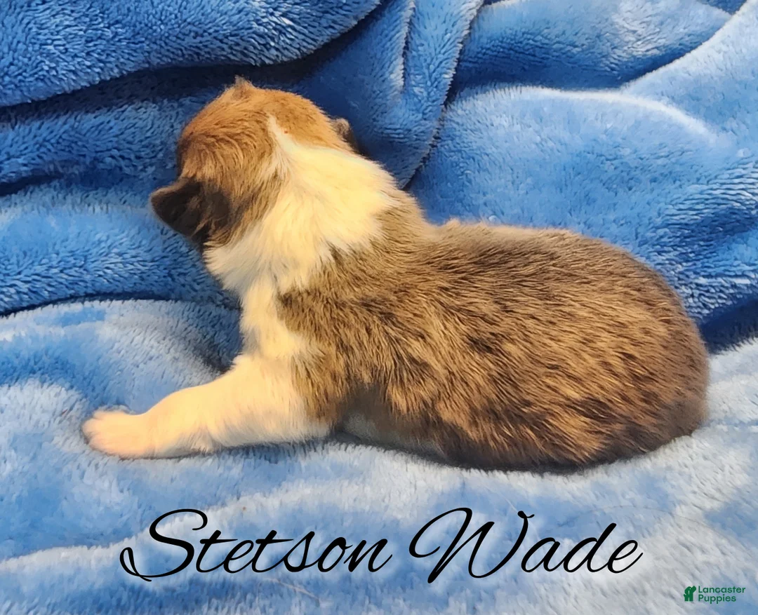 Welsh Corgi Pembroke dogs for sale: Stetson Wade - Ad 2