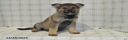 German Shepherd dogs for sale: Megan - Ad 5