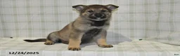 German Shepherd dogs for sale: Megan - Ad 10