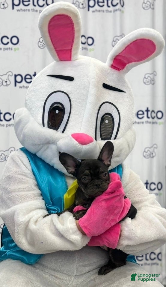 French Bulldog dogs French Bulldog Puppy 2 - Ad 1