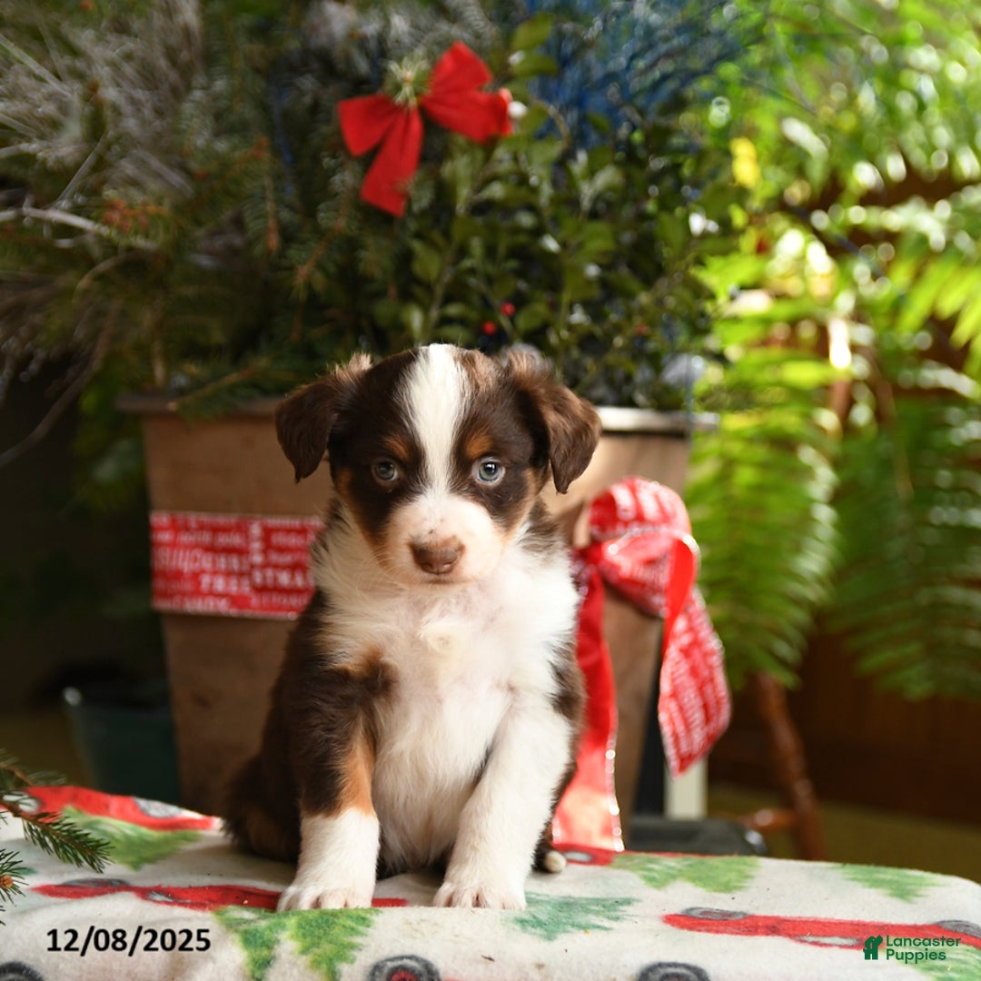 Australian Shepherd dogs for sale: Angus - Ad 3