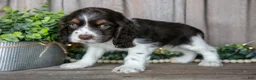 Cocker Spaniel dogs for sale: Button - Ad 2