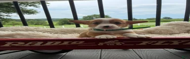 Benny