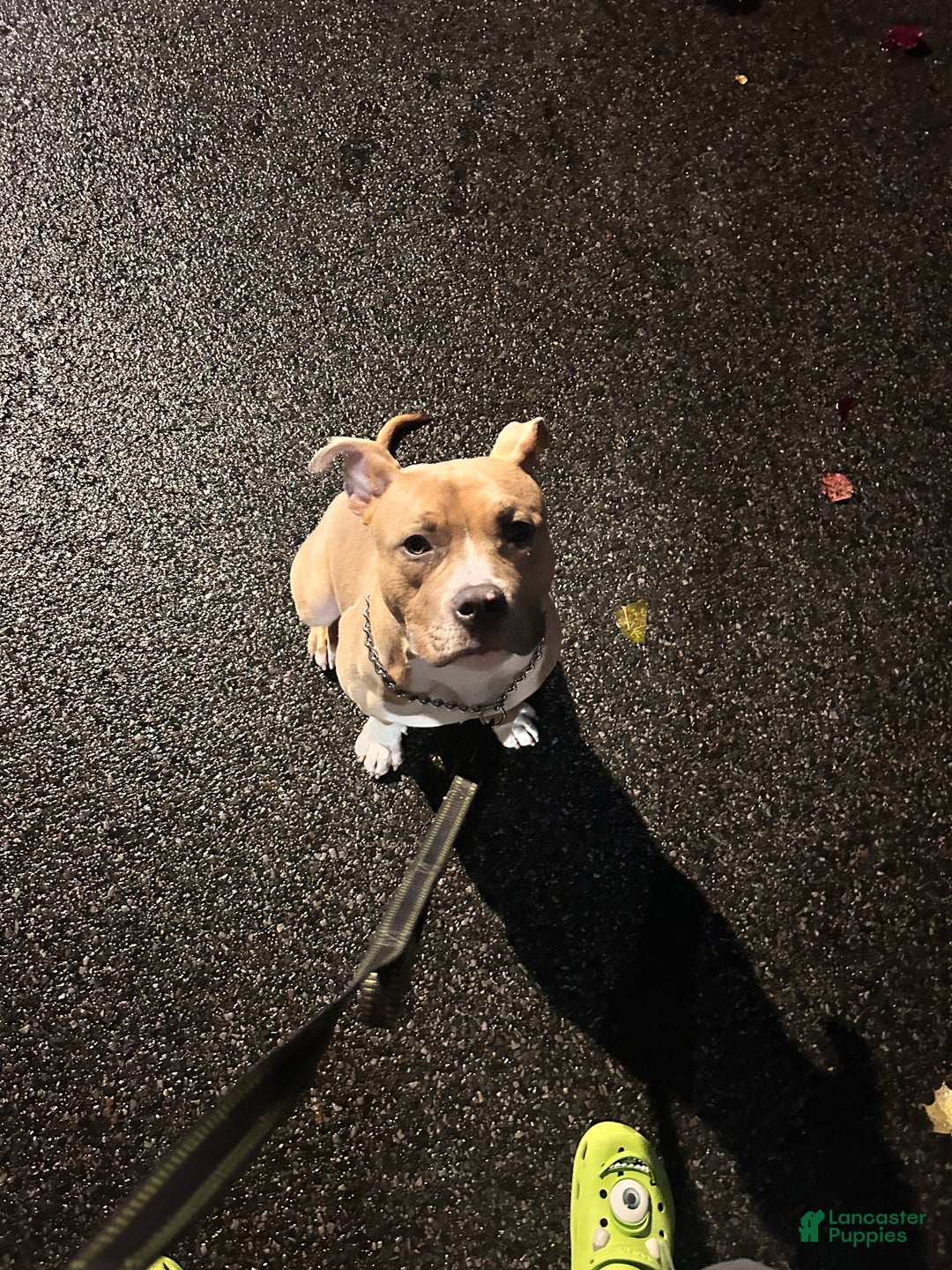 Mixed Breed dogs for stud: His name is Max - Ad 2