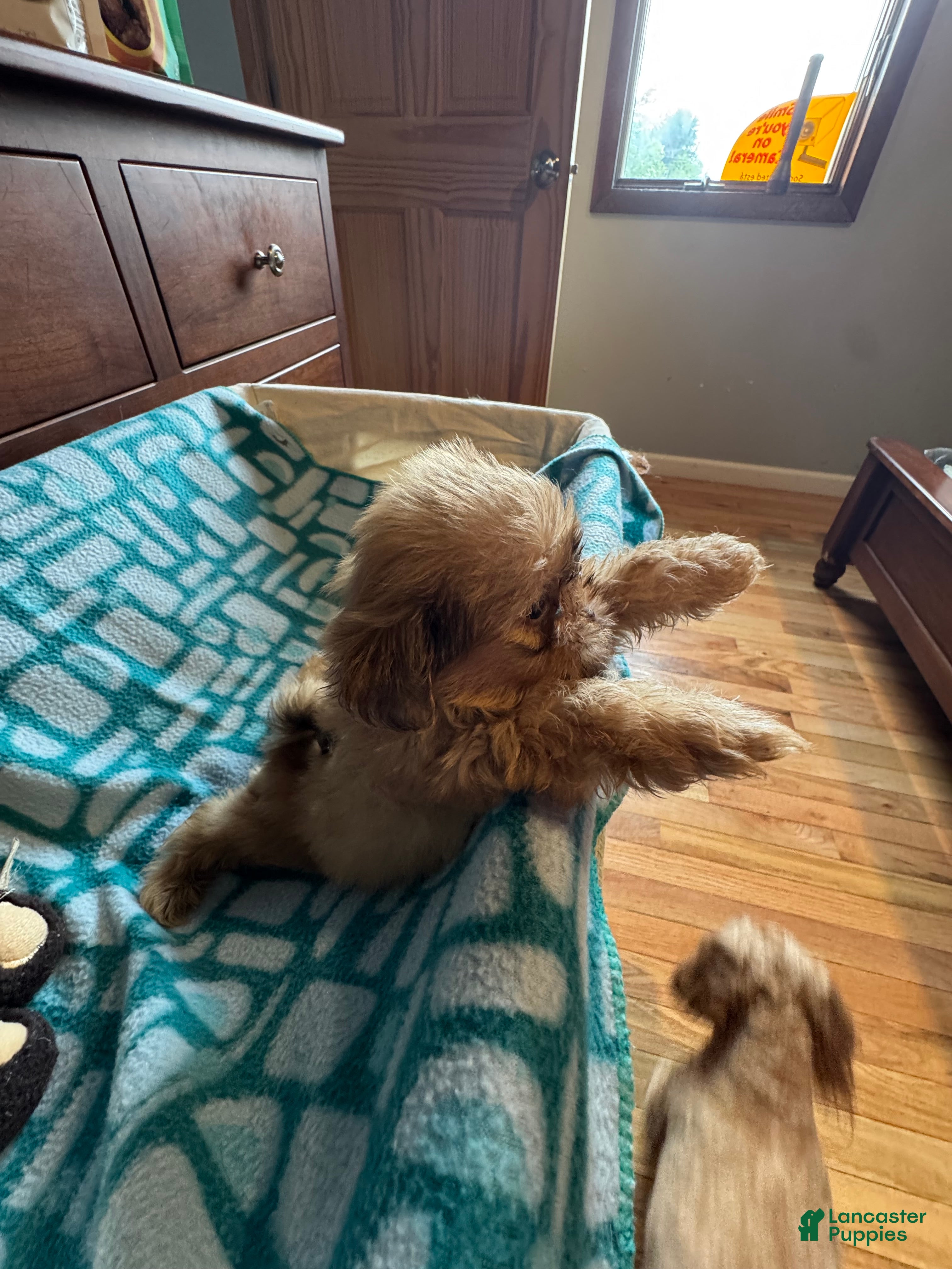 Shih Tzu dogs Caramel  - Ad 2