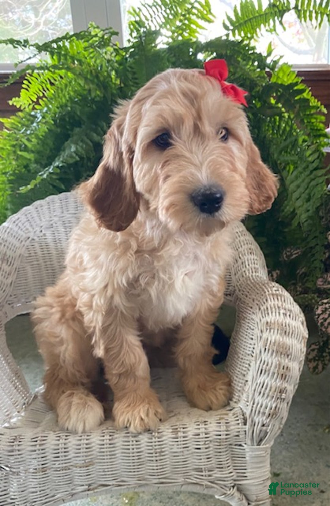 Goldendoodle dogs for sale: Misty - Ad 3