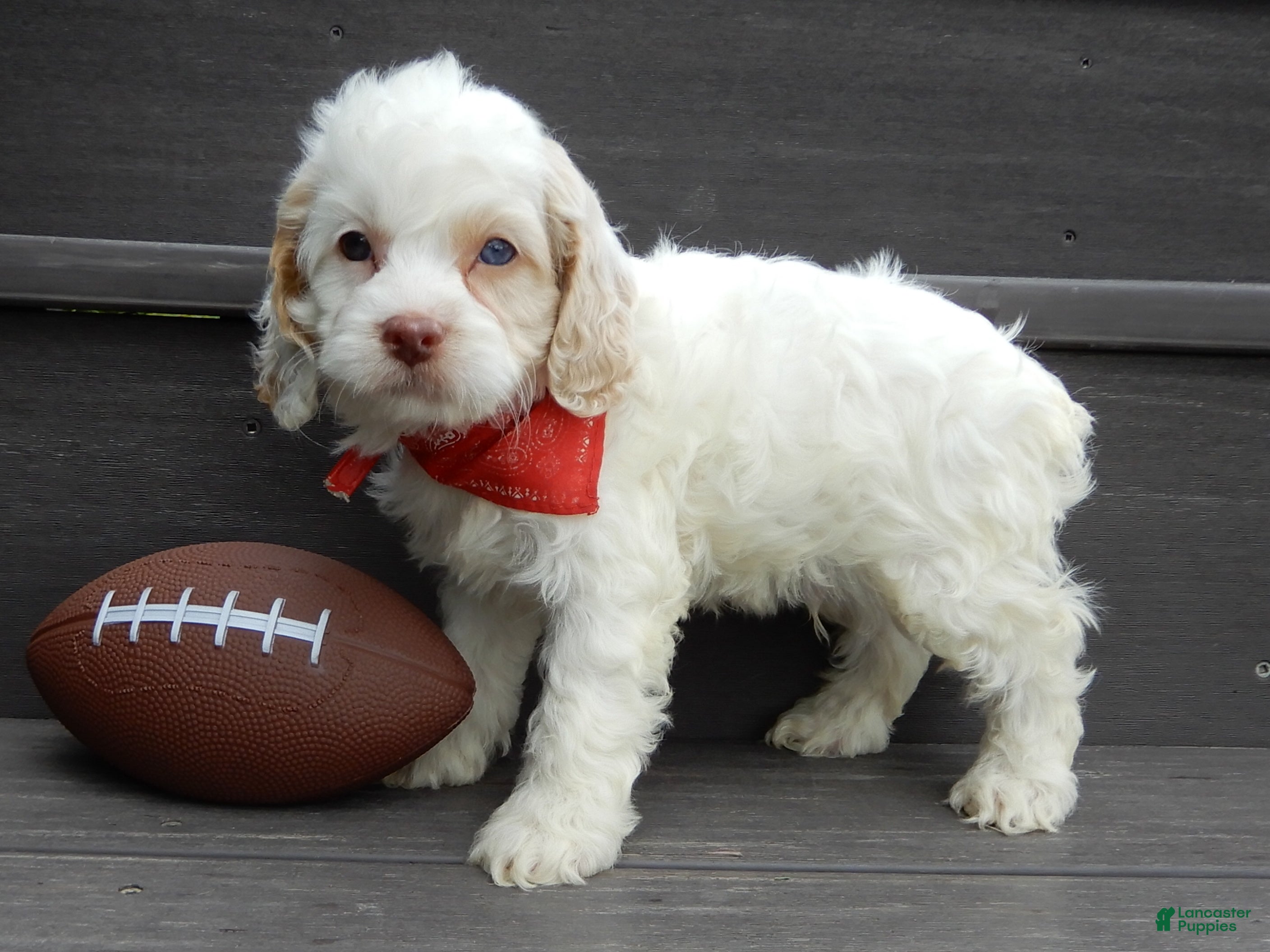 Cockapoo dogs Lucky - Ad 2