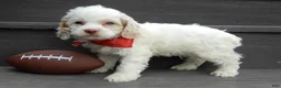 Cockapoo dogs for sale: Lucky - Ad 2