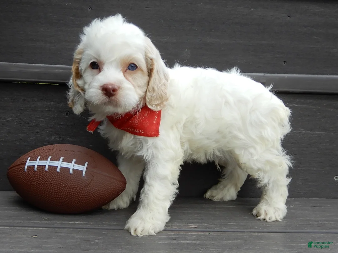 Cockapoo dogs for sale: Lucky - Ad 2