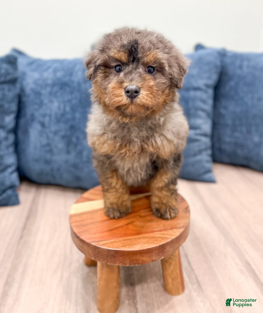 Miniature Poodle dogs for sale: Cookie - Ad 2