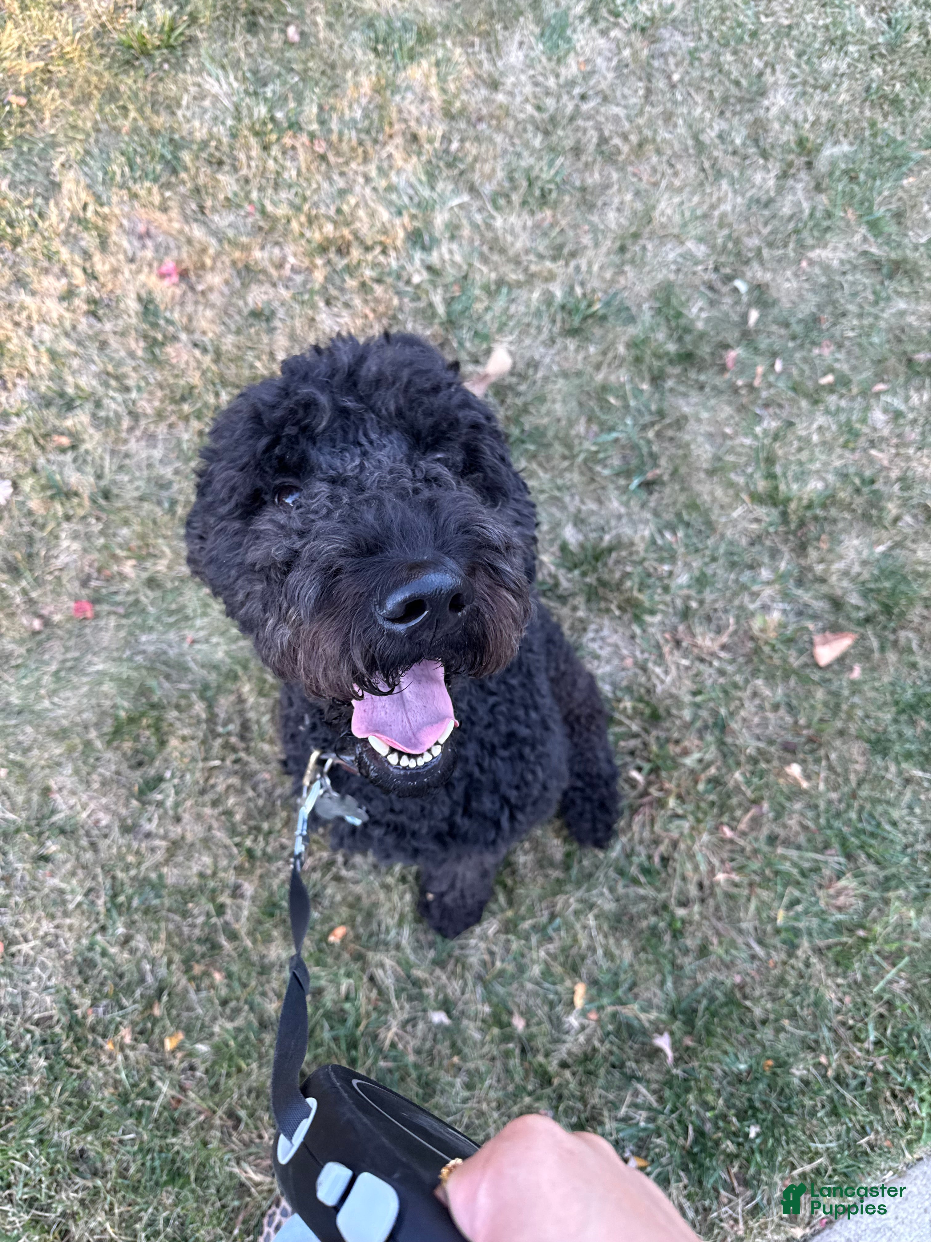 Goldendoodle dogs Lucky - Ad 2