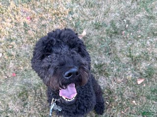 Goldendoodle dogs Lucky - Ad 2