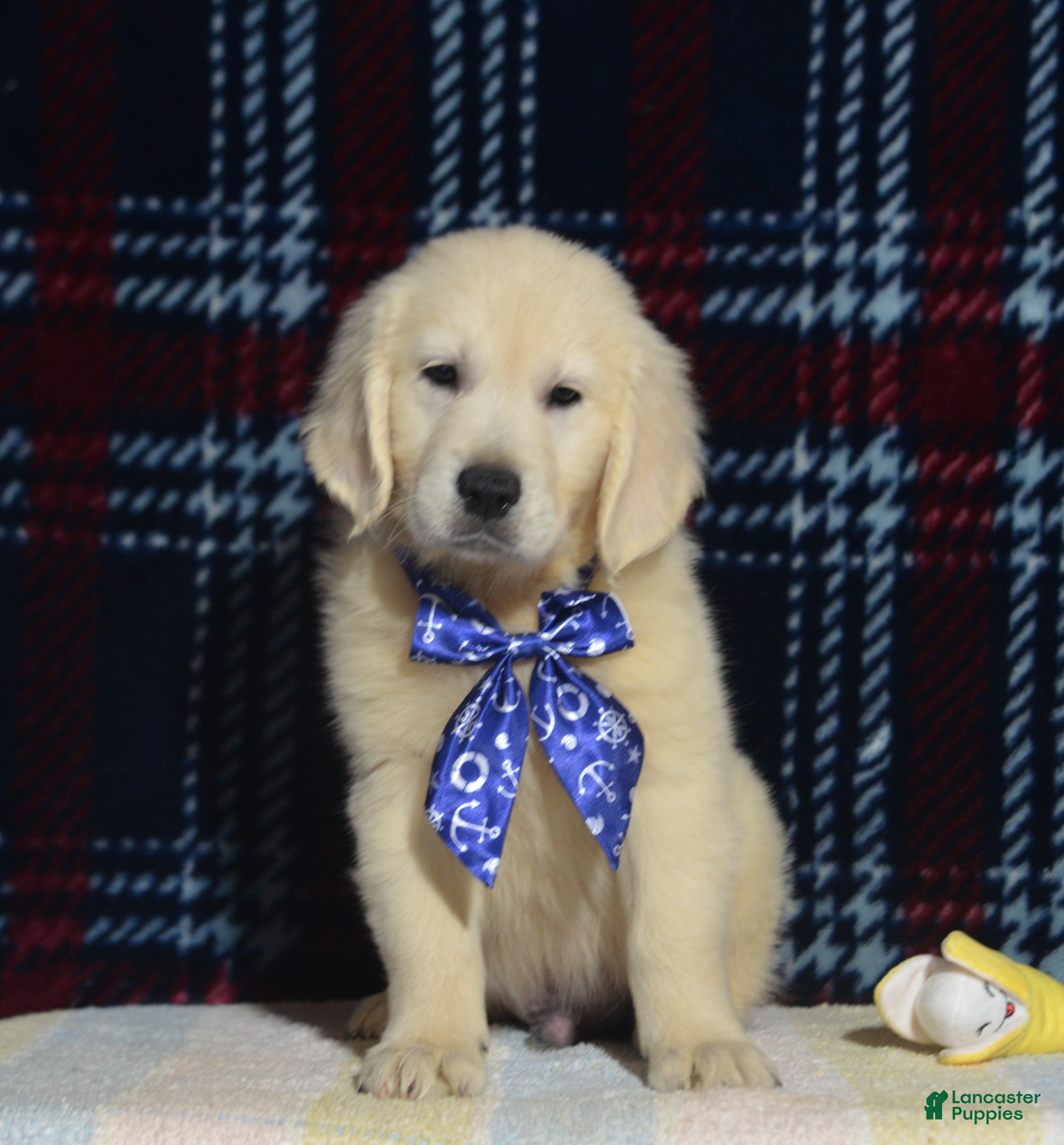 Golden Retriever dogs Tyler - Ad 1