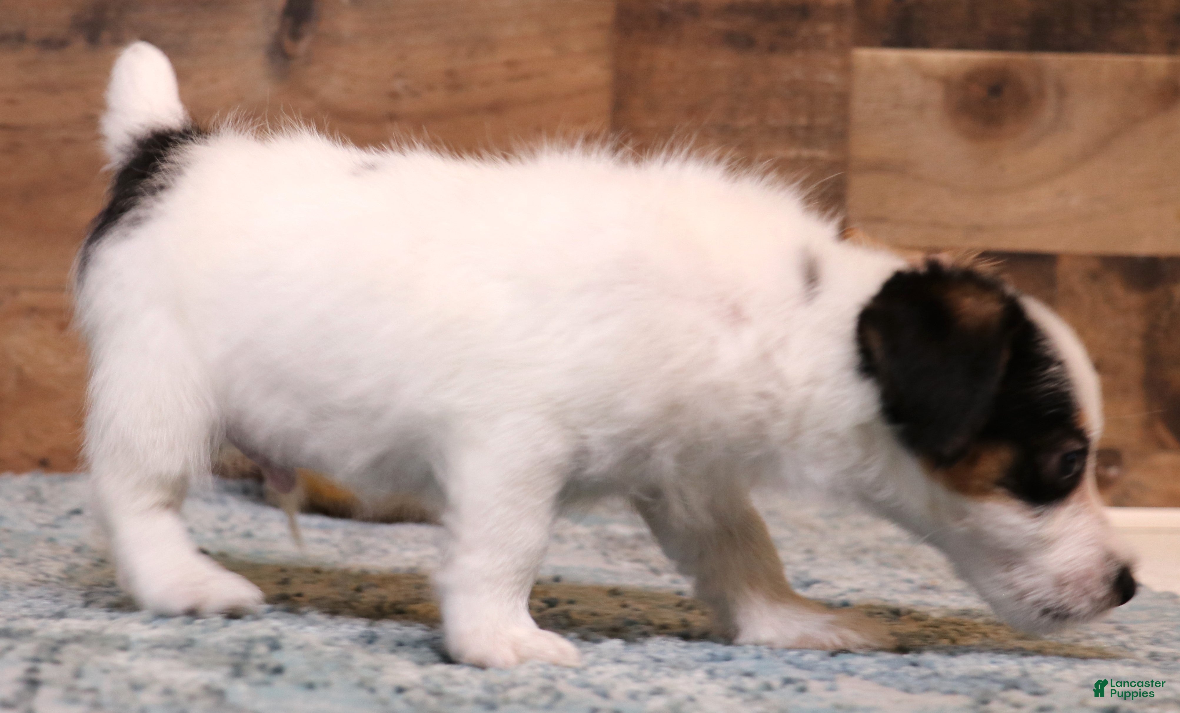 Jack Russell Terrier dogs Warren shorty male with wide white blaze - Ad 1