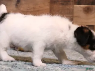 Jack Russell Terrier dogs Warren shorty male with wide white blaze - Ad 1