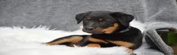 Mixed Breed dogs for sale: Muffin - Ad 5