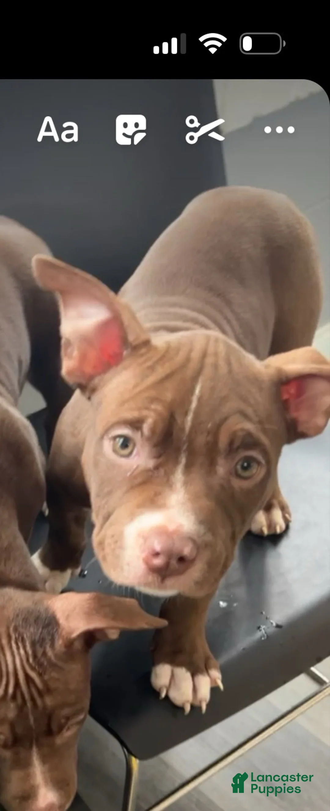 American Bully dogs for sale: American Bully 4 - Ad 2