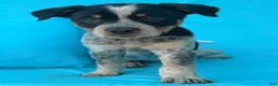 Mixed Breed dogs for sale: Dixie - Ad 1