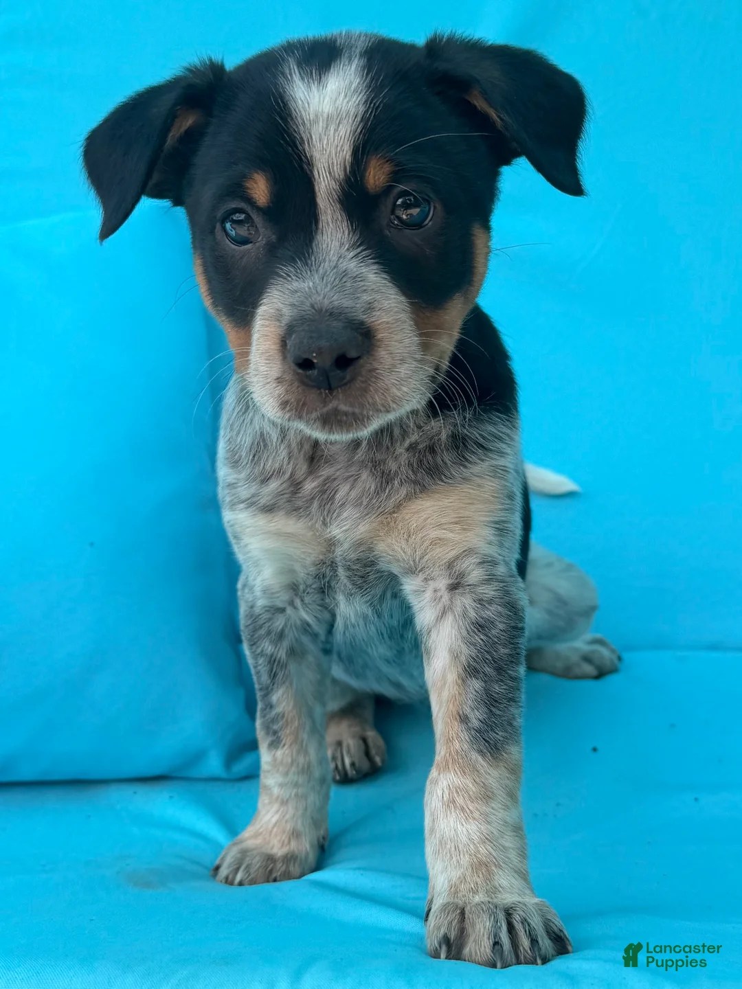 Mixed Breed dogs for sale: Dixie - Ad 1