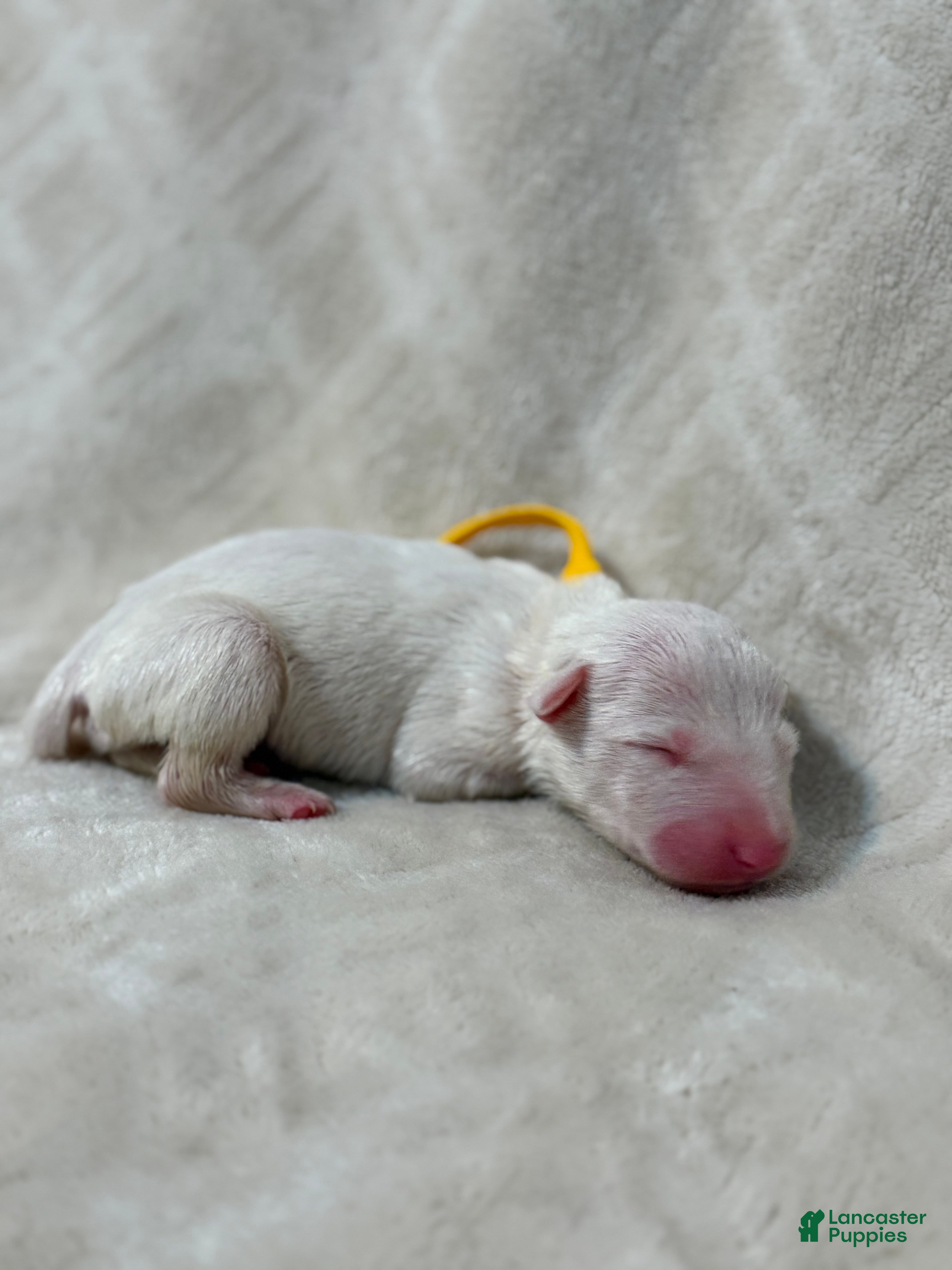Bull Terrier dogs for sale: BOY 6 - Ad 1