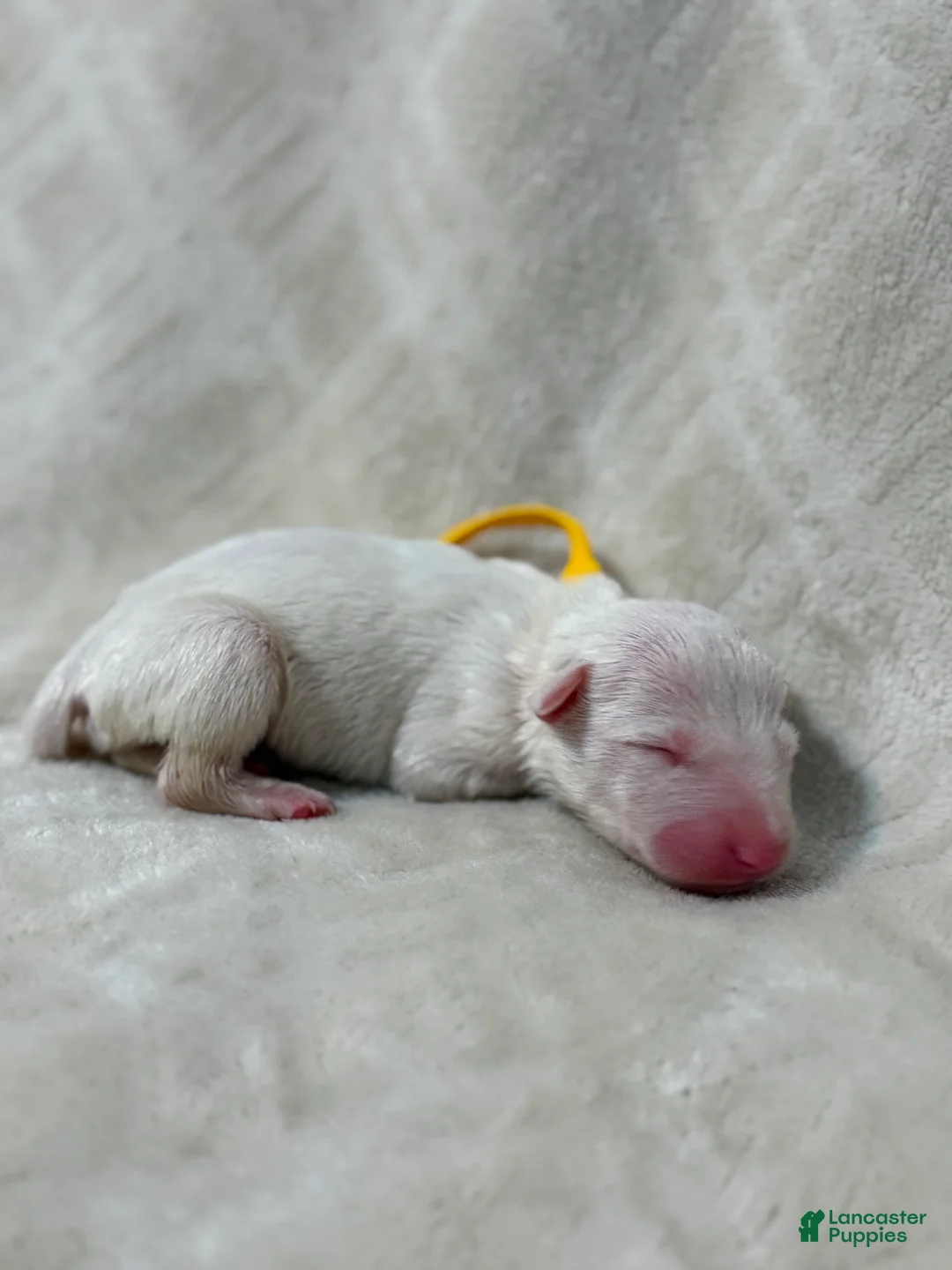 Bull Terrier dogs for sale: BOY 6 - Ad 1