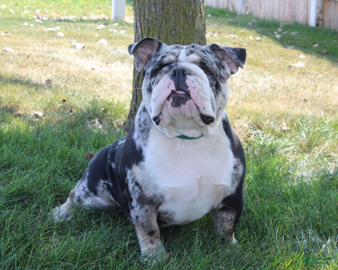 English Bulldog dogs for sale: AKC Olaf - Ad 10