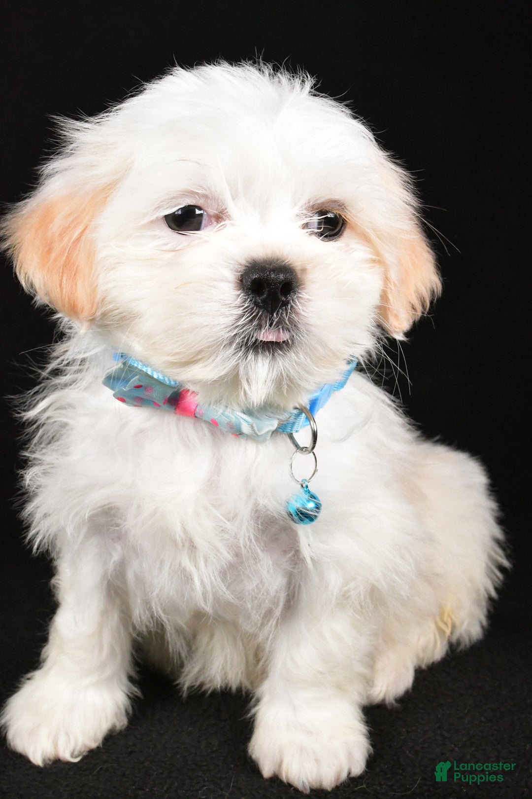 Shih Tzu dogs for sale: Yale - Ad 5