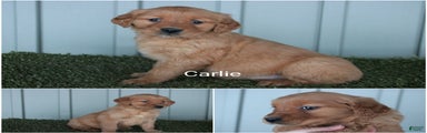 Golden Retriever Puppy Carlie