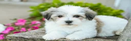 Havanese dogs for sale: Florence - Ad 4