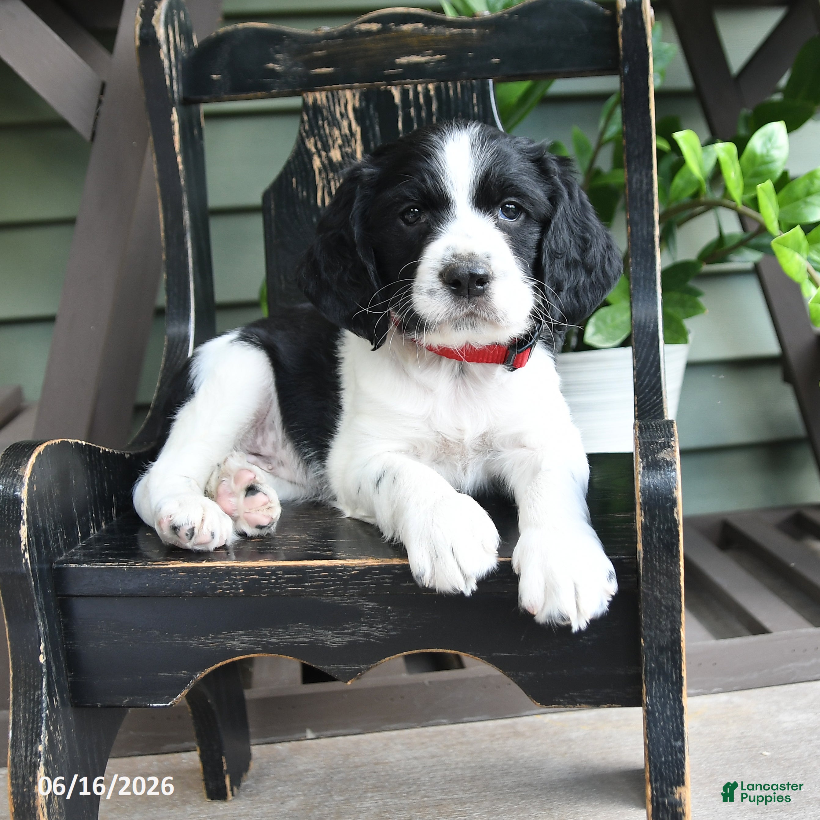English Springer Spaniel dogs Avalanche - Ad 1