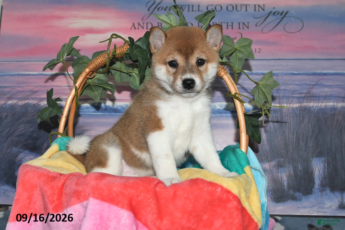Shiba Inu dogs Kristi - Ad 1