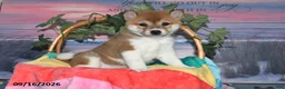 Shiba Inu dogs for sale: Kristi - Ad 1