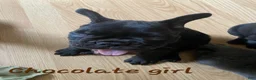 French Bulldog dogs for sale: French Bulldog Puppy 4 - Ad 3