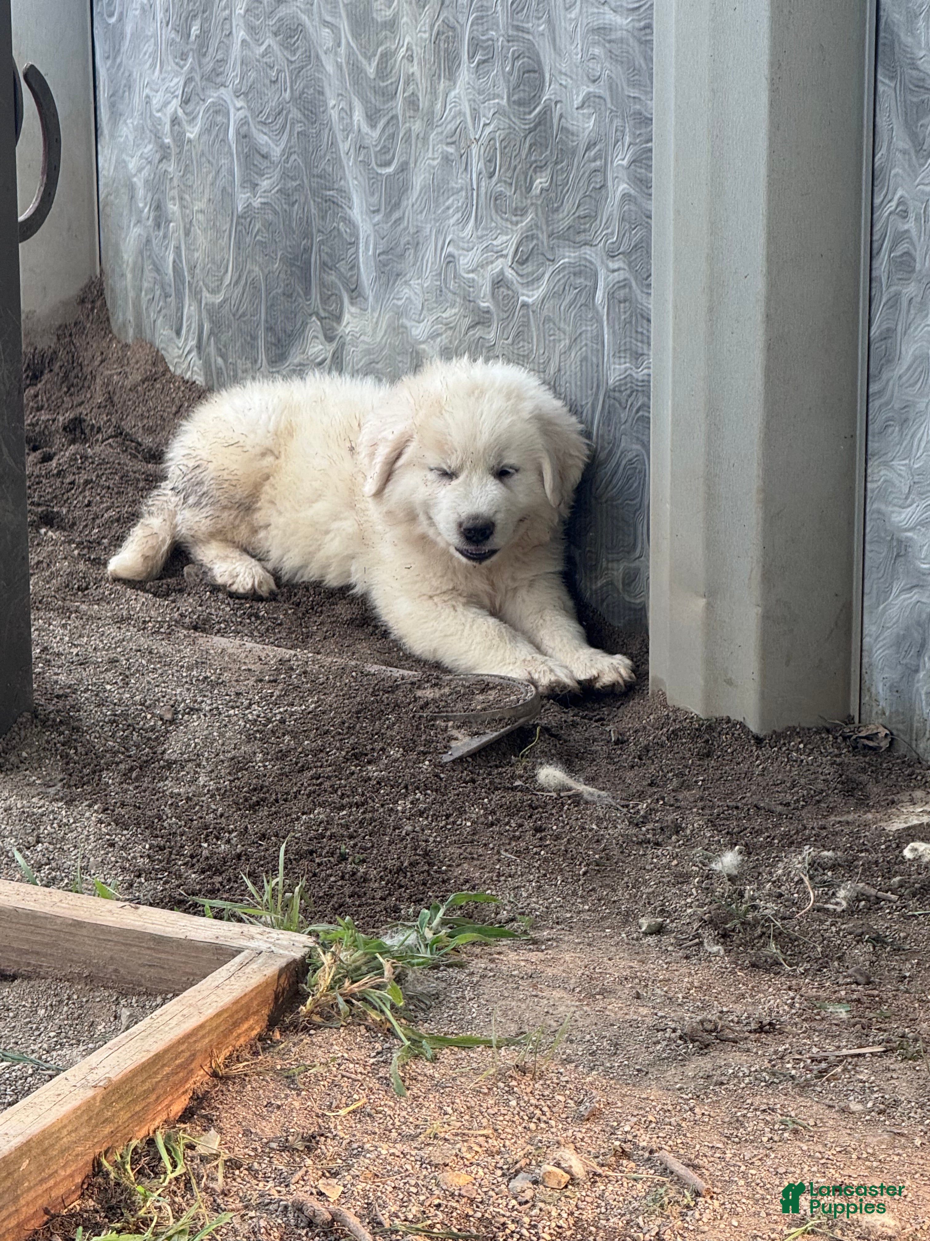 Great Pyrenees dogs Great Pyrenees 5 - Ad 35