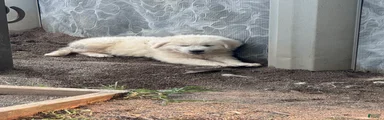 Great Pyrenees 5