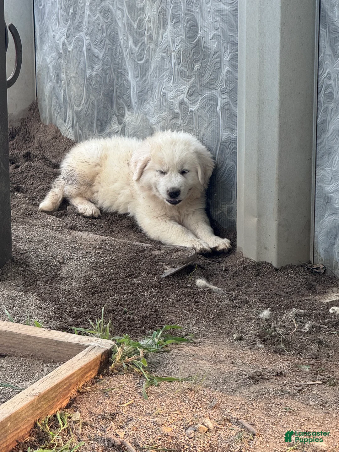 Great Pyrenees dogs for sale: Great Pyrenees 5 - Ad 1