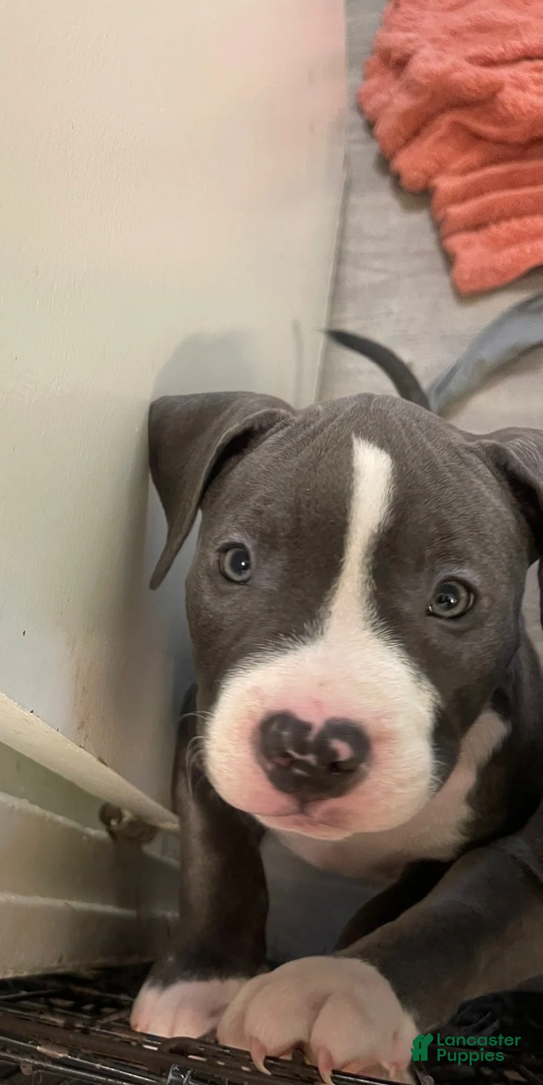 American Bully dogs for sale: American Bully 2 - Ad 1