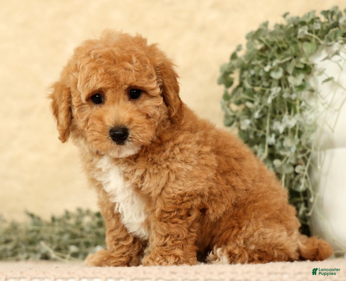 Bichpoo dogs Yoda - Ad 2