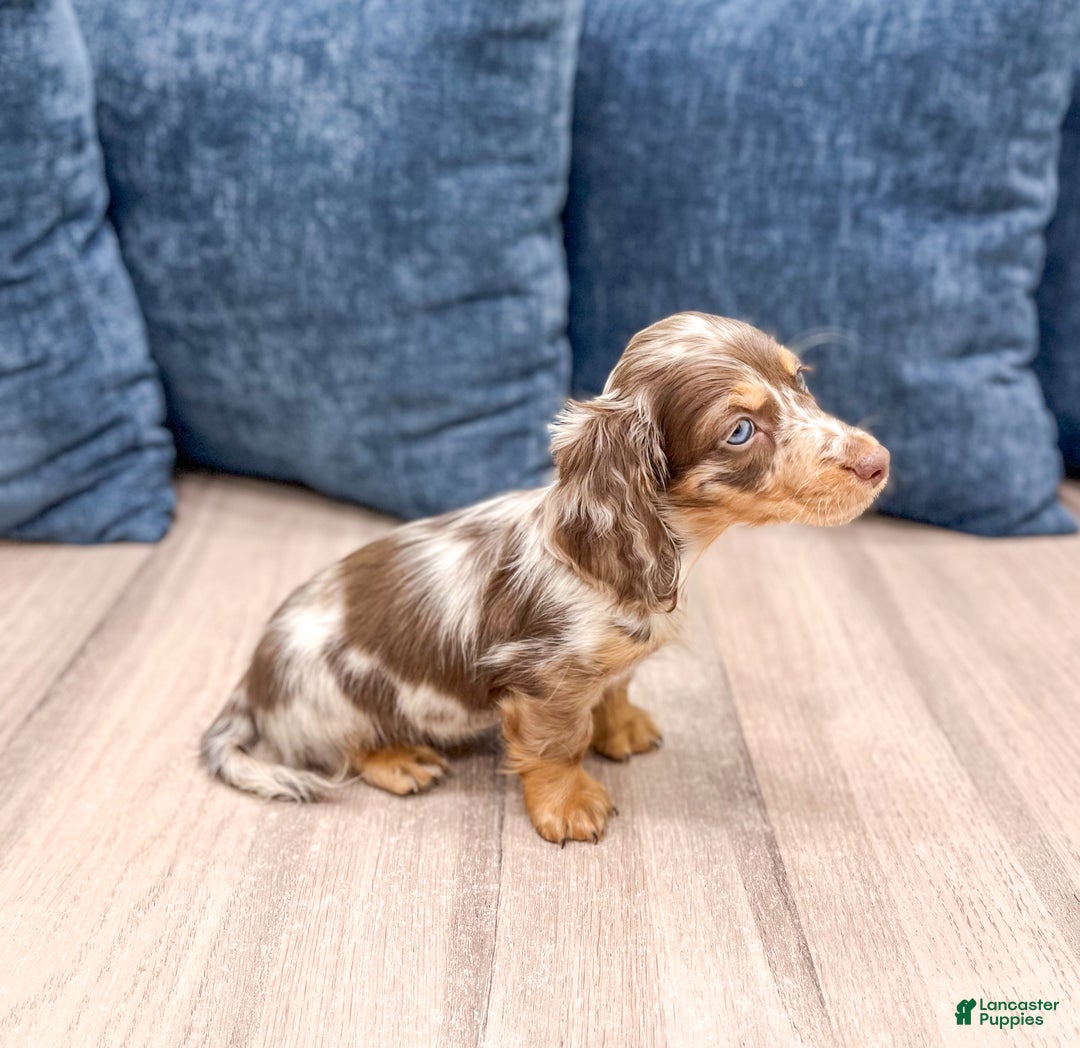 Miniature Dachshund dogs for sale: Snickers - Ad 4